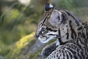 One Ozelot, Leopardus pardalis