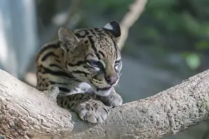 One Ozelot, Leopardus pardalis