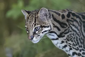 One Ozelot, Leopardus pardalis