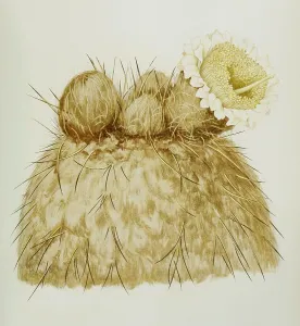 Pachycereus chrysomallus, cactus
