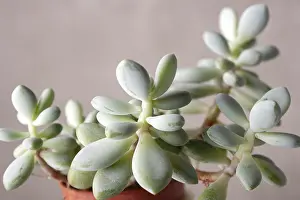 Pachyphythum - indoor plants succulents