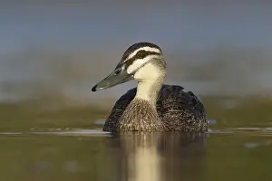 Pacific Black Duck (Anas superciliosa)