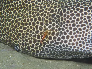 Pacific cleaner shrimp (Lysmata amboinensis) on laced moray (Gymnothorax permistus)