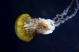 Pacific compass jellyfish (Chrysaora fuscescens)