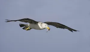 Pacific Gull (Larus pacificus)