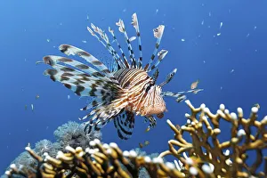 Pacific Lionfish (Pterois volitans)