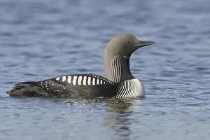 Pacific Loon (Gavia pacifica), Manitoba