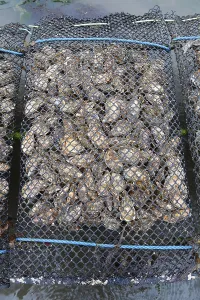 Pacific oyster (Crassostrea gigas)