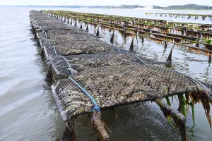 Pacific oyster (Crassostrea gigas)