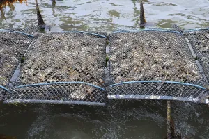 Pacific oyster (Crassostrea gigas)
