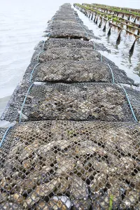 Pacific oyster (Crassostrea gigas)