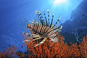Pacific Red Lionfish (Pterois volitans)
