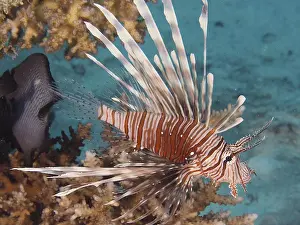Pacific red lionfish (Pterois volitans)