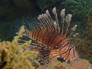 Pacific red lionfish (Pterois volitans)