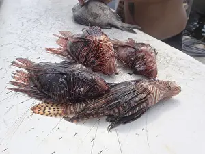 Pacific red lionfish (Pterois volitans)