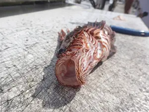 Pacific red lionfish (Pterois volitans)