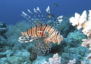 Pacific red lionfish (Pterois volitans)