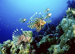 Pacific red lionfish (Pterois volitans), lionfish