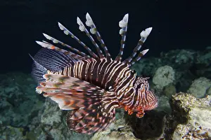 Pacific red lionfish (Pterois volitans) at night