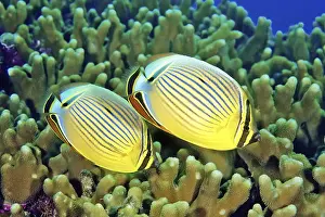 Pacific ribbed butterflyfish (Chaetodon lunulatus)