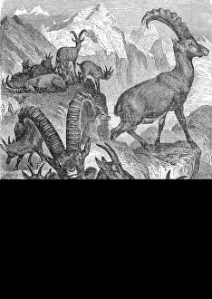 A Pack of Alpine Ibex in the Mountains