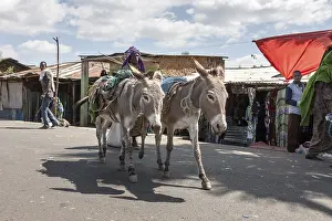 Pack donkey, Asebe Teferi, Oromia, Ethiopia