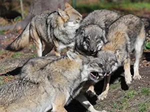A pack of Eurasian grey wolves (Canis lupus lupus) stand at the edge of the forest