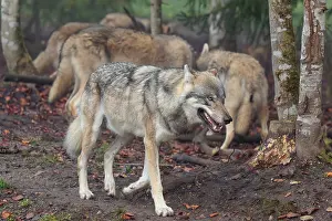 A pack of grey wolves (Canis lupus lupus) run along the edge of a forest on an overcast day