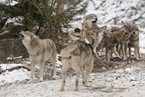 A pack of grey wolves (Canis lupus lupus) stands howling on a snow-covered meadow on a cold