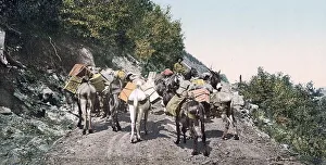Pack train on a mountain road, Colorado