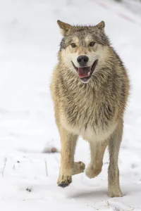 A pack of Tundra Wolves in a snowy Forest hunting for prey