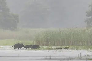 The pack of wild boar (Sus scrofa) has quickly crossed the pond and moves into a nearby reed belt