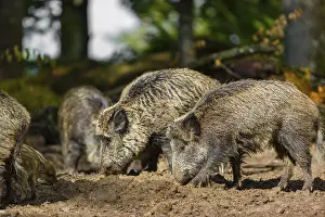 A pack of wild boars (Sus scrofa) look for food in a clearing