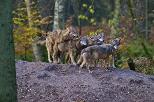 A pack of wolves gathers in autumn forest