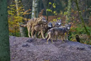 A pack of wolves gathers on a hill in the forest