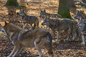 A pack of wolves moves through an autumn forest