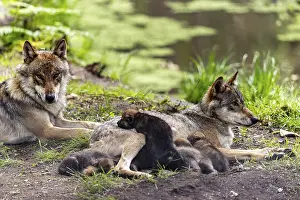 A pack of wolves rests in a green environment