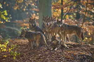 Pack of wolves standing close together on a leaf-covered hill in the forest