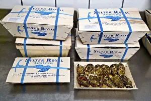 Packed Sylter Royal oysters