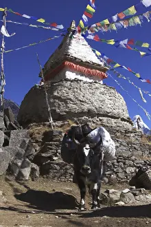 A packed Yak (Bos mutus) at a stupa with prayer flags in Mongla