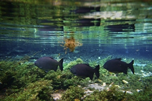 Pacu (Piaractus Mesopotamicus) in the clear water of the river