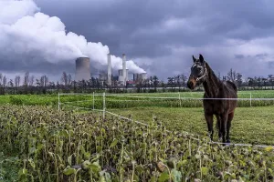 Paddock at the lignite-fired power station