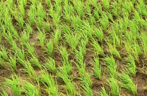 Paddy field close ups of rice crop