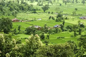Paddy rice fields, Thane, Maharashtra, India