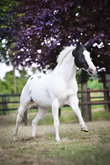 Paint Horse, Black Tobiano, gelding galloping