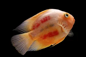 Painted blood parrot cichlids (Cichlasoma sp)