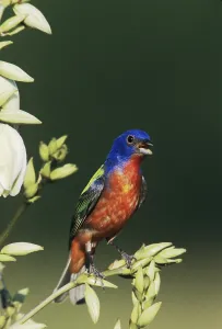 Painted Bunting (Passerina ciris)