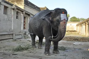 Painted elephant in temple, Hampi