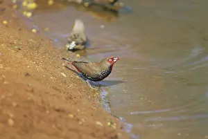 Painted Firetail (Emblema pictum)