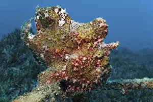 Painted frogfish (Antennarius pictus)